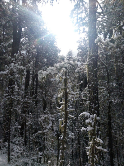 香格里拉雪景