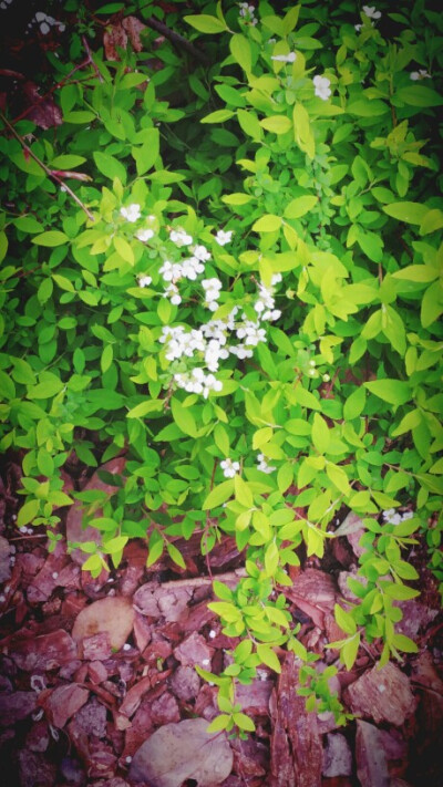 西湖边的植株都是美的~