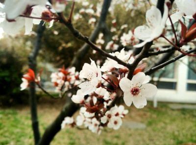 春 植物 花