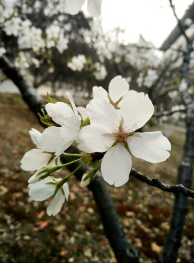 春 植物 花 在南京