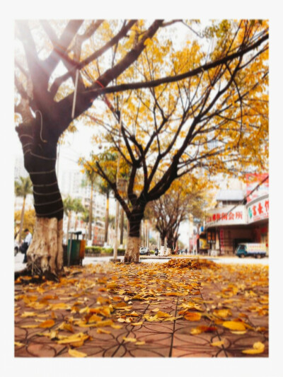 春雨，兑现了自己的承诺，紧赶紧赶的，夹着几响春雷，轰隆隆过后，是一片晴天，没有了潮湿，阵阵微风，吹动这叶子，树叶低着头，悄悄的嘀咕着，它们已经不需要滋养，于是骄傲的落下，落满一地……