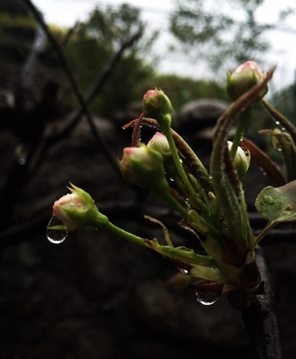 雨后