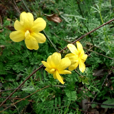 迎春花开