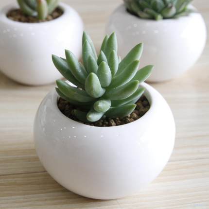  白鸟是乳突球属中著名的小型种，刺短而软，洁白可爱，是爱好者热衷收集的对象。