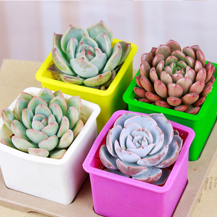 新鲜饱满的小肉肉，娇嫩欲滴的让人爱不释手，希望这个春天有他的陪伴，你呢？