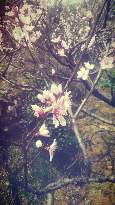 春日桃花-缙云县壶镇