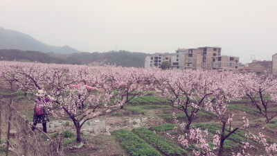 春日桃花-缙云县壶镇