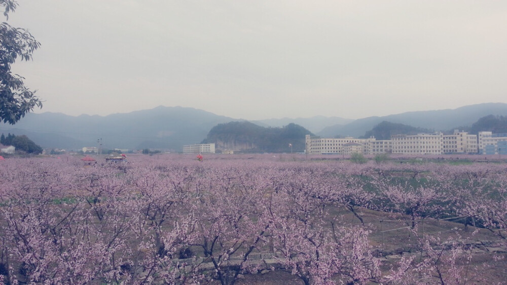 春日桃花-缙云县壶镇