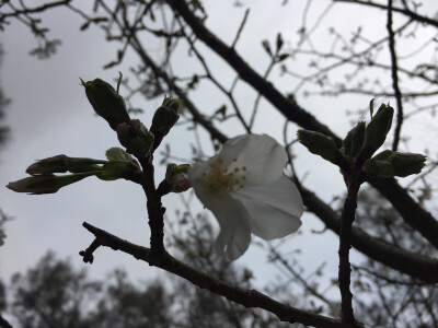 20160319 在去南海觀音寺路上抓拍的枝頭梨花開~