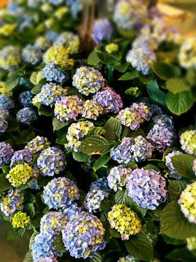 绣球花已经上市了