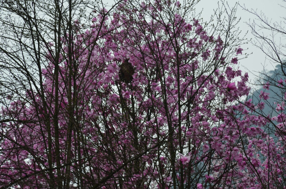 发现一个蜂窝哎