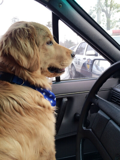 【和狗狗的十个约定】 ①请一定要仔细聆听我的话。 ②信赖我，就像我总是信赖你一样。 ③多和我一起游戏。 ④永远都不要忘记我。 ⑤不要吵架。 要是打架的话，一定是我胜利。 ⑥对我说话，我没有听到的话。一定是有…