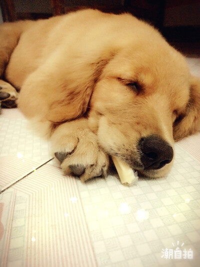 【和狗狗的十个约定】 ①请一定要仔细聆听我的话。 ②信赖我，就像我总是信赖你一样。 ③多和我一起游戏。 ④永远都不要忘记我。 ⑤不要吵架。 要是打架的话，一定是我胜利。 ⑥对我说话，我没有听到的话。一定是有…