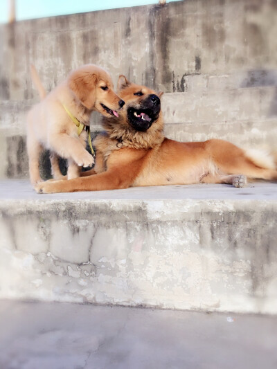 【和狗狗的十个约定】 ①请一定要仔细聆听我的话。 ②信赖我，就像我总是信赖你一样。 ③多和我一起游戏。 ④永远都不要忘记我。 ⑤不要吵架。 要是打架的话，一定是我胜利。 ⑥对我说话，我没有听到的话。一定是有…