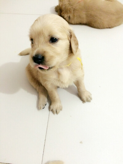 【和狗狗的十个约定】 ①请一定要仔细聆听我的话。 ②信赖我，就像我总是信赖你一样。 ③多和我一起游戏。 ④永远都不要忘记我。 ⑤不要吵架。 要是打架的话，一定是我胜利。 ⑥对我说话，我没有听到的话。一定是有…