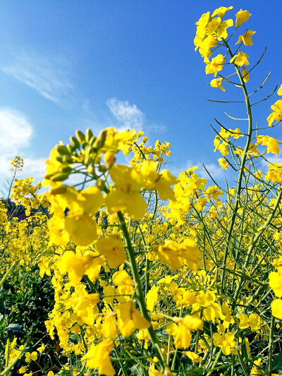 春日油菜花