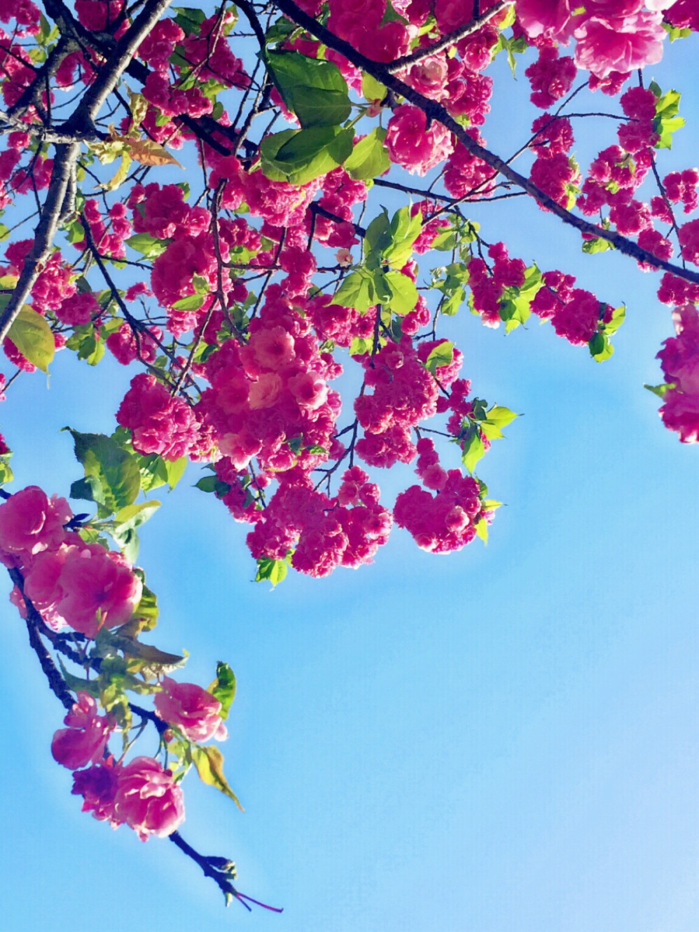 春日樱花