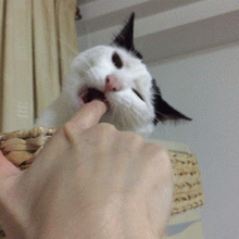喵
