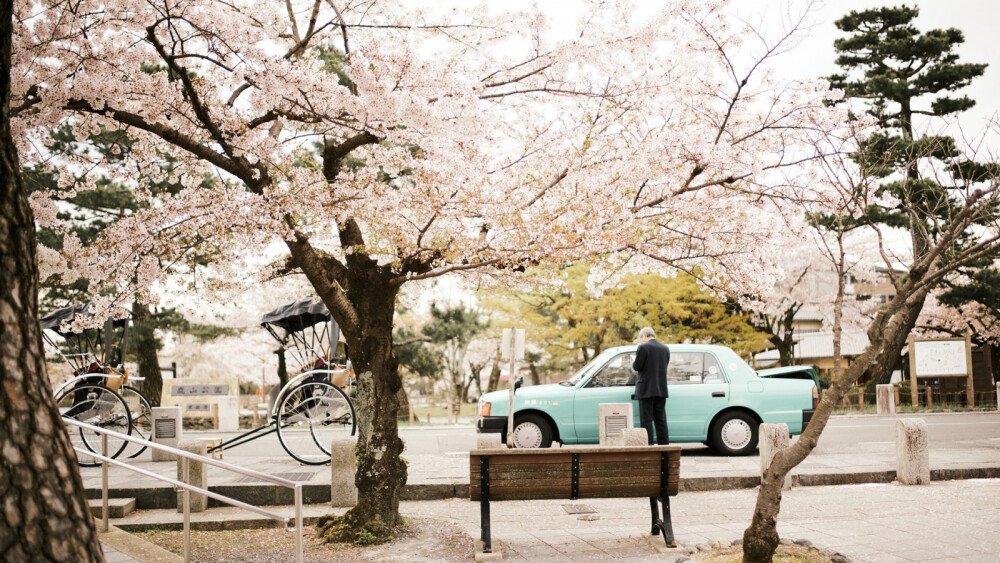 樱花与鹿