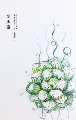 多肉植物•水彩