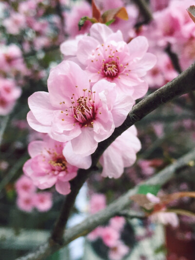 当这地球没有花，你肯珍惜我吗……