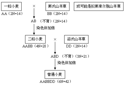 杂交案例