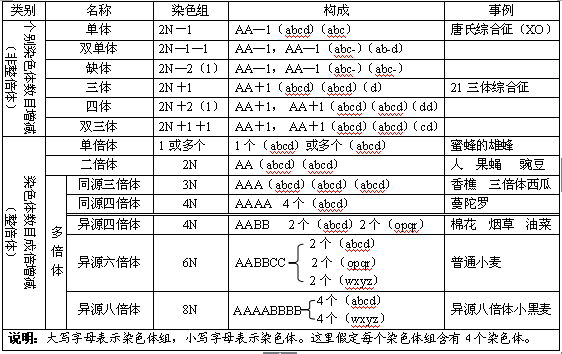 染色体