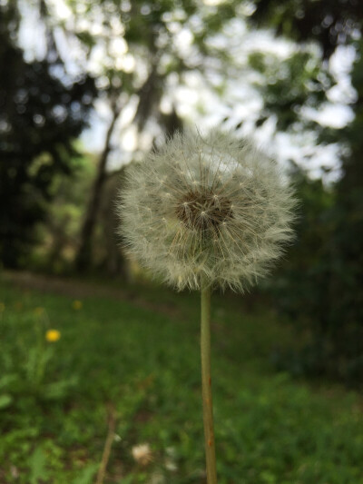 微风中轻颤的绒球