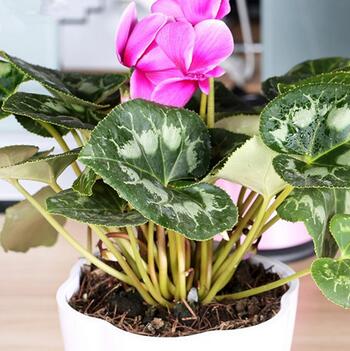 客厅、办公室观花植物花卉绿植，仙客来花苗盆栽，净化空气的小盆景，你值得拥有。