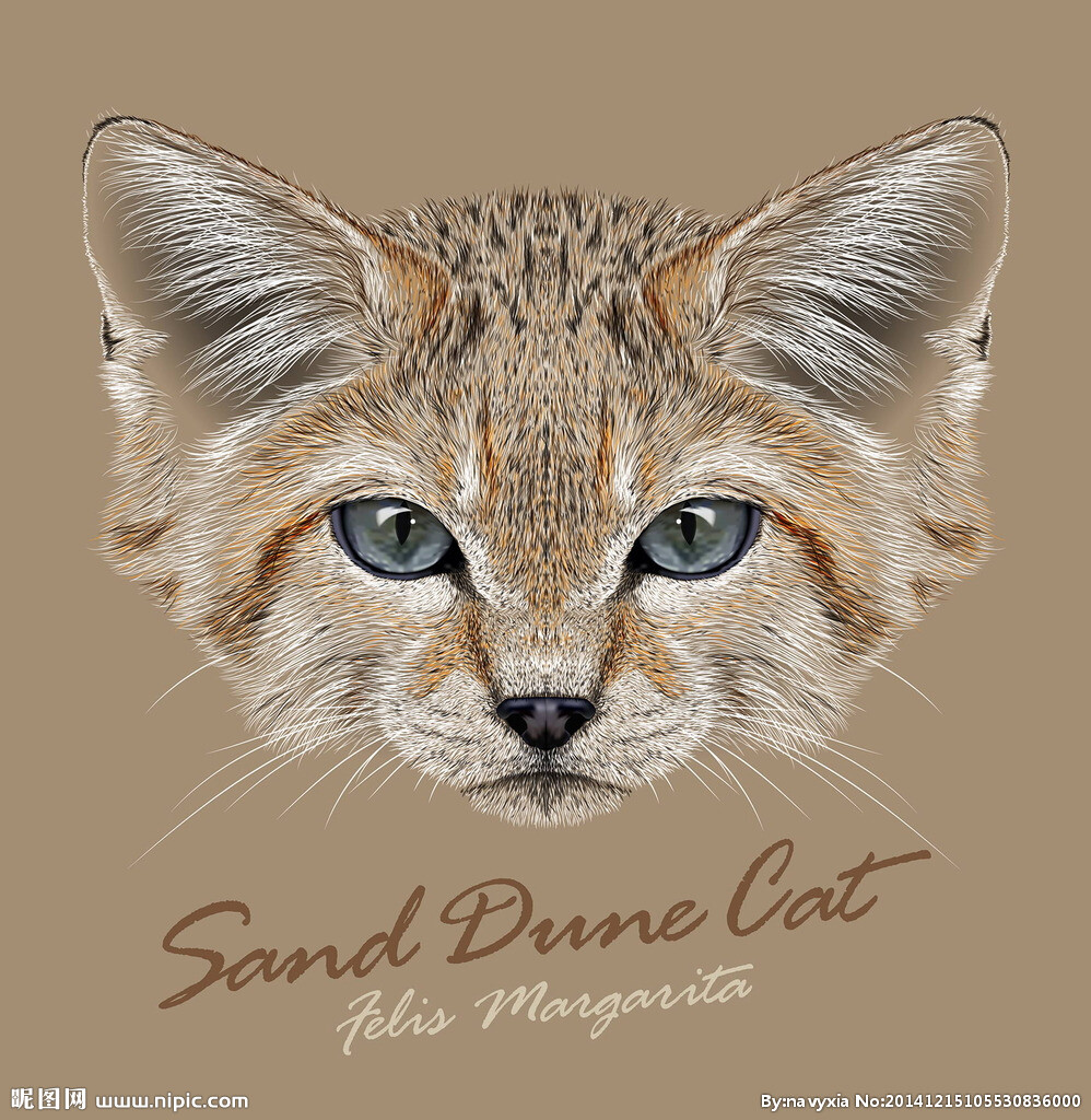 手绘逼真宠物猫