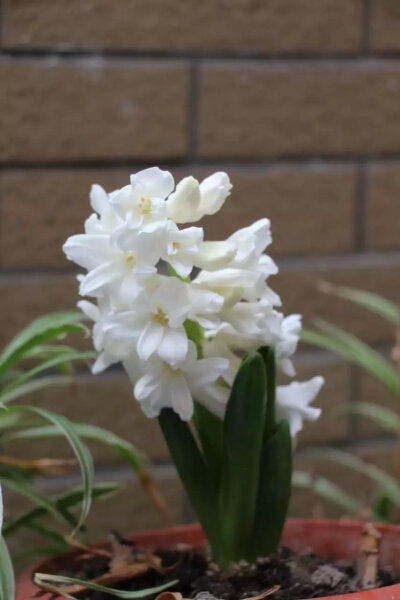 风信子 栀子花的白 