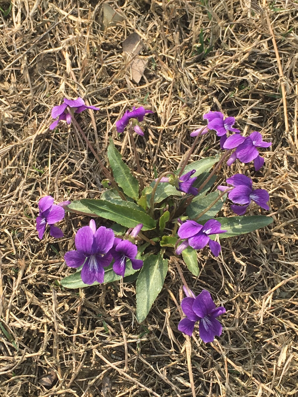 紫花地丁