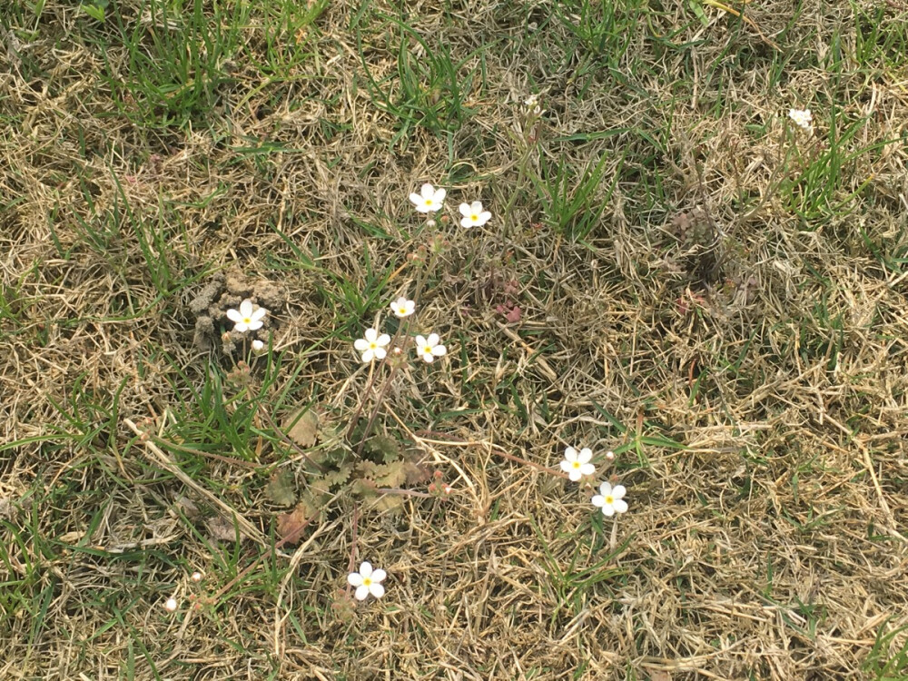 美好的小花，朴素无名