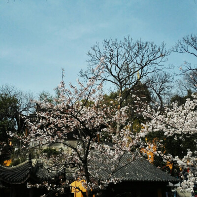 古鸡鸣寺，樱花缤纷