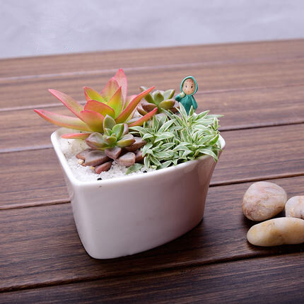  创意组合多肉植物，可防辐射，净化空气，萌萌哒好可爱。