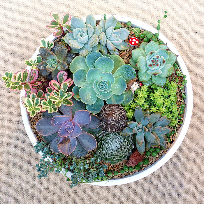  肉肉们是自然生物，每株的形态都会有不同，很有趣。