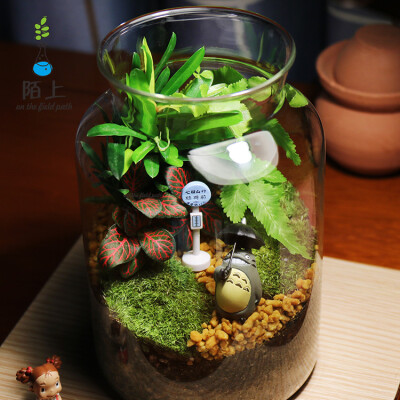 苔藓微景观diy生态瓶创意迷你桌面盆栽植物办公室内龙猫摆件礼品