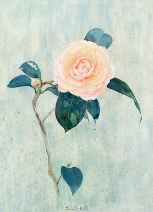 以前到最近画的一些山茶花，顺序随机ww