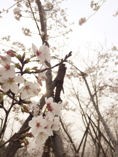 顾村公园 樱花