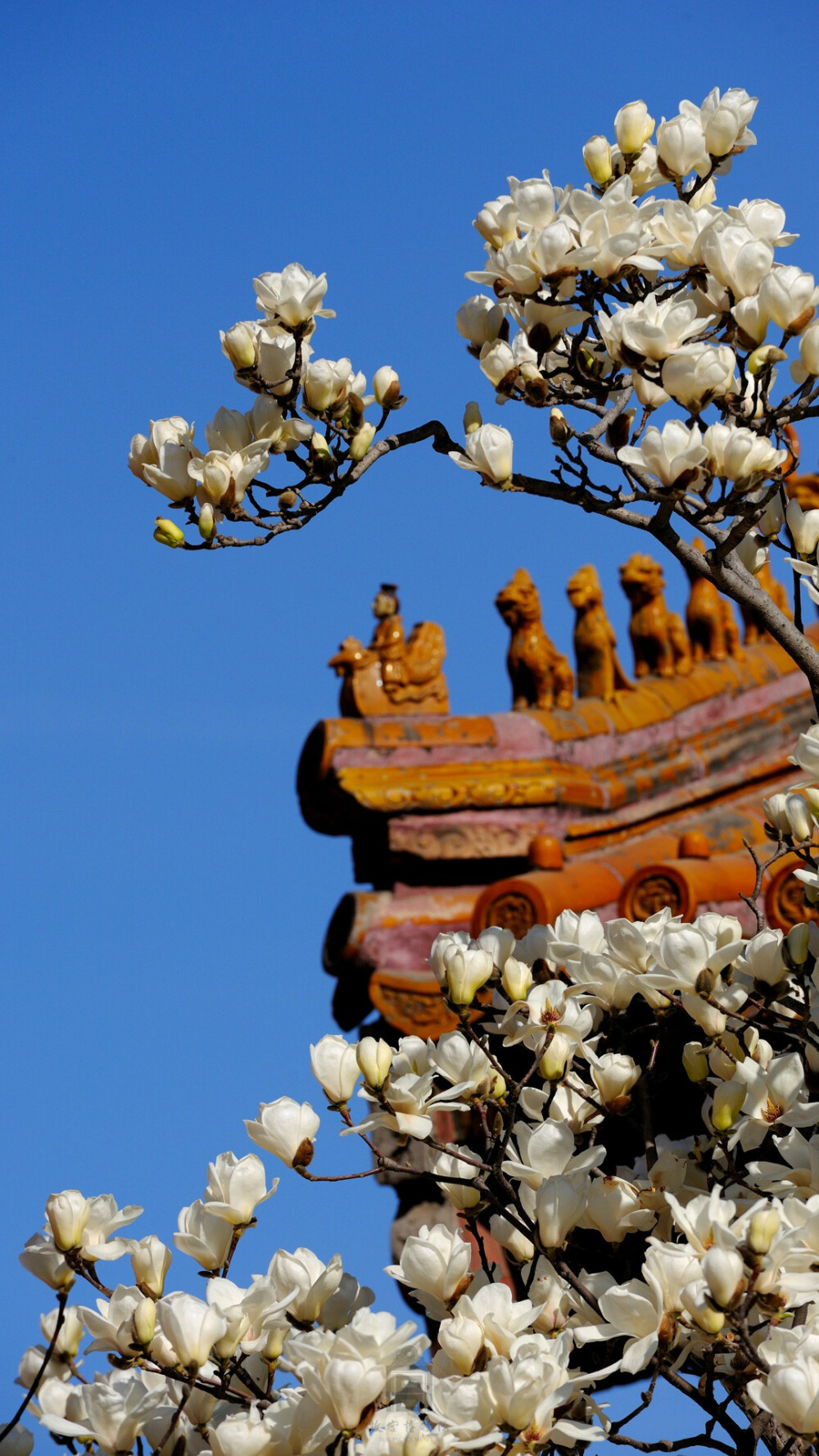 照片取自@故宫博物院