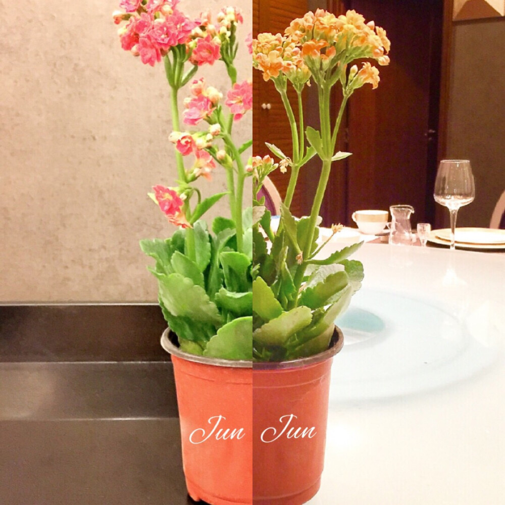 闺蜜小物 长寿花 植物 