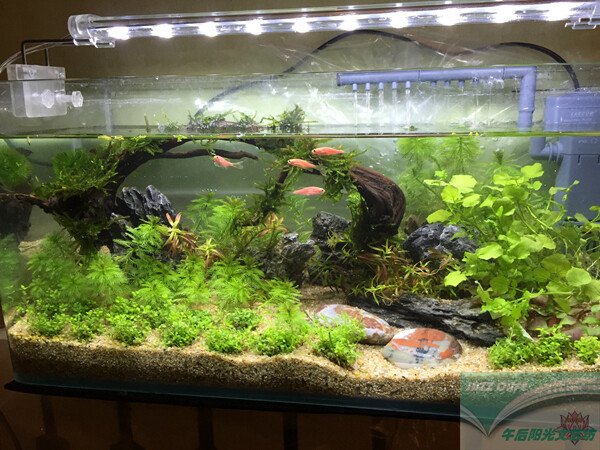 JAZZCAFE家的热带鱼水族箱招财吉运 家里美美哒有灵气 muji风格家居 卧室寝室必备 保湿防辐射 支持北京市内成品送货