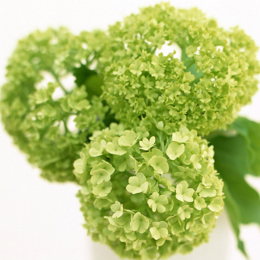 淡绿风信子如果你想没有秘密必先拥有善良的心