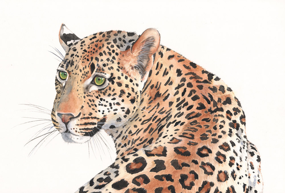 Leopard Watercolor Painting- animal art- print of watercolor painting A4
size leopard art- big cat art