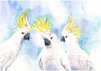 Cockatoos print of watercolour painting 'The Hoons' C3615 - A3 size
print wall art print - bird art print
