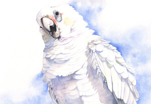 Corella print of watercolour painting 5 by 7 smallest print -C4515 wall
art print - bird art print