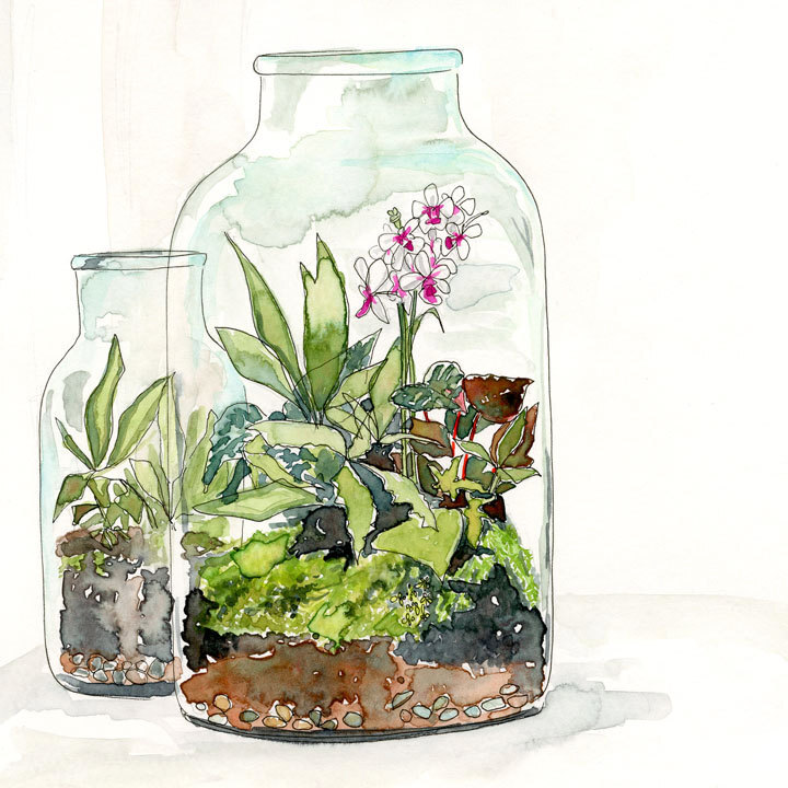 Terrarium No. 3 - Original Watercolor Painting by Lindsay Gardner