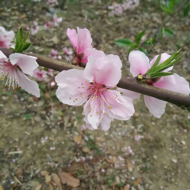 待到山花烂漫时 她在丛中笑