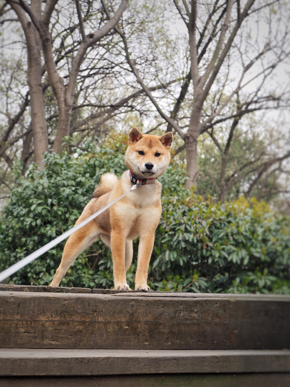 柴犬molly