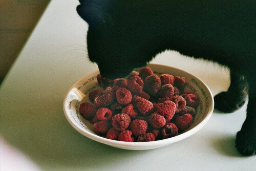 橙 奇异果/猕猴桃 柚子 苹果 芒果 柠檬 牛油果 梨 车厘子/樱桃 木瓜 榴莲 枣 释迦 枇杷 冻干水果 桃 草莓 水果罐头 石榴 葡萄/提子 新鲜 进口 美国进口 多汁 有机 时令 原生态 富硒 营养 野生 超甜 爽口 美味 速冻 现挖 水果 植物 石榴 fruits 维生素 甜品